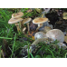 Мицелий Опенка луковичноногого (Armillaria cepistipes)